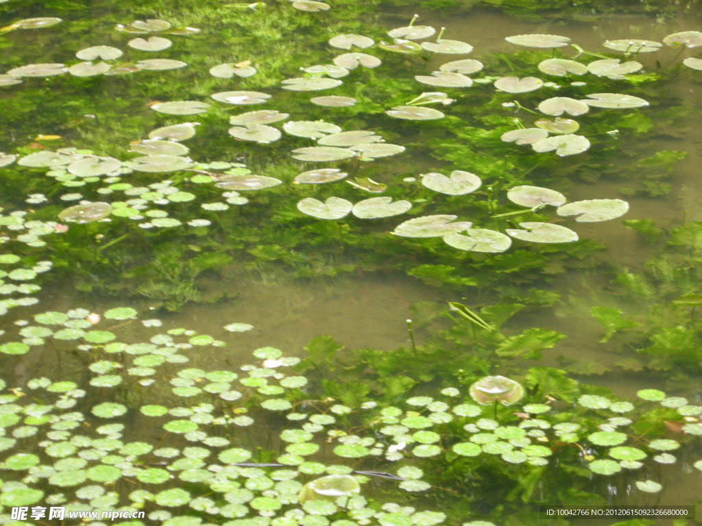 水生植物