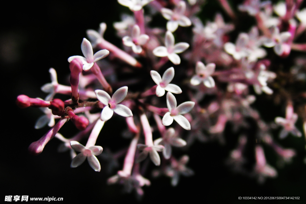 丁香花開