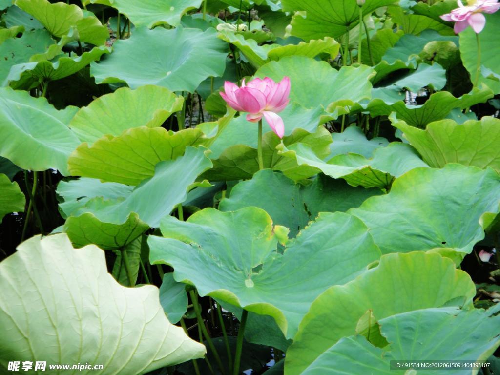 荷花