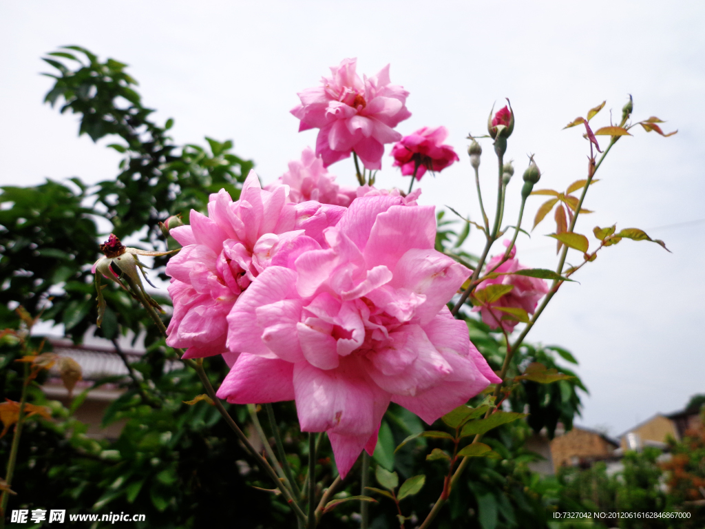 月季花 月季