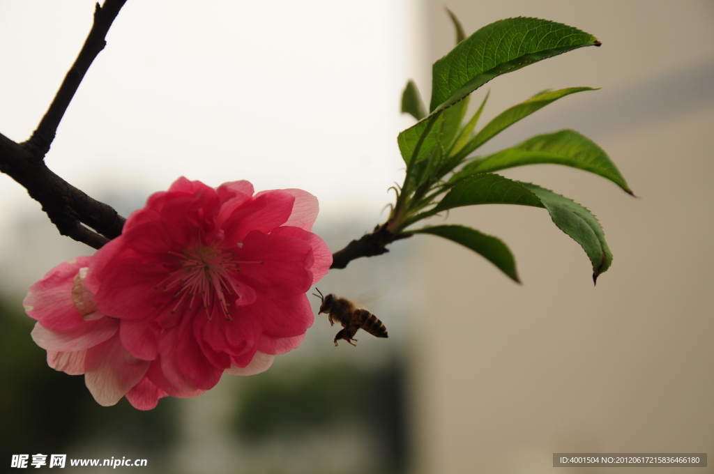 桃花 蜜蜂
