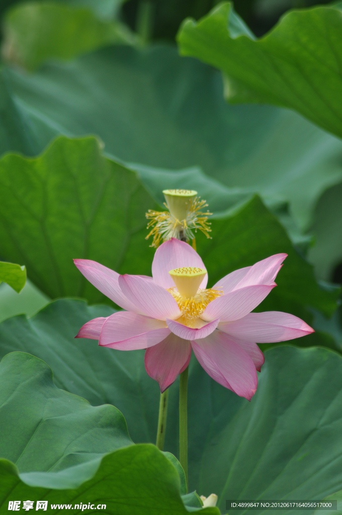 荷花