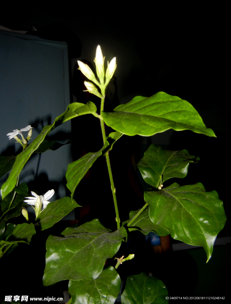 清香茉莉