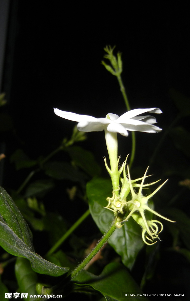 孤立茉莉