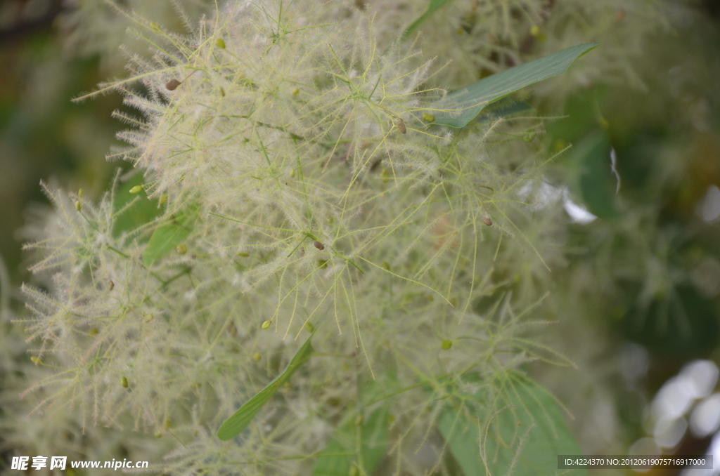 黃櫨樹花