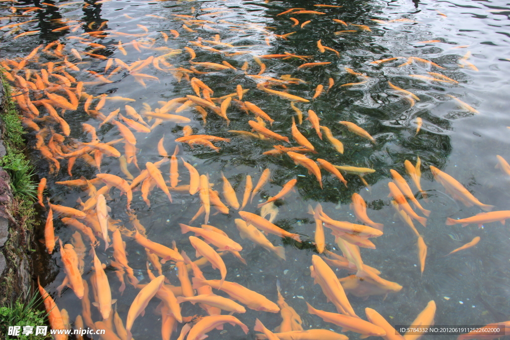 三文魚