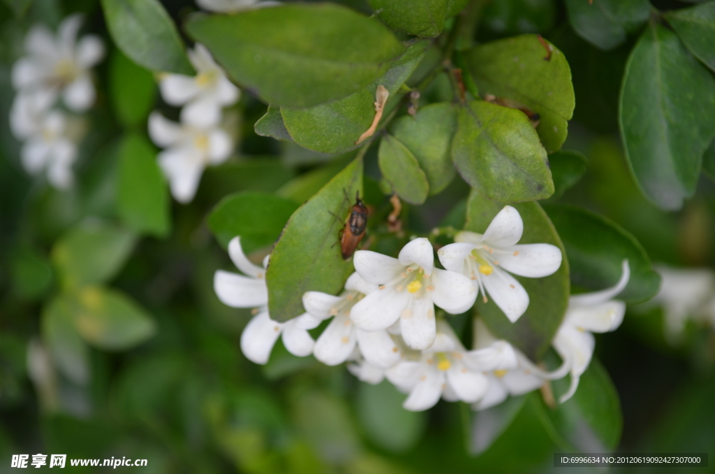 小白花 昆蟲