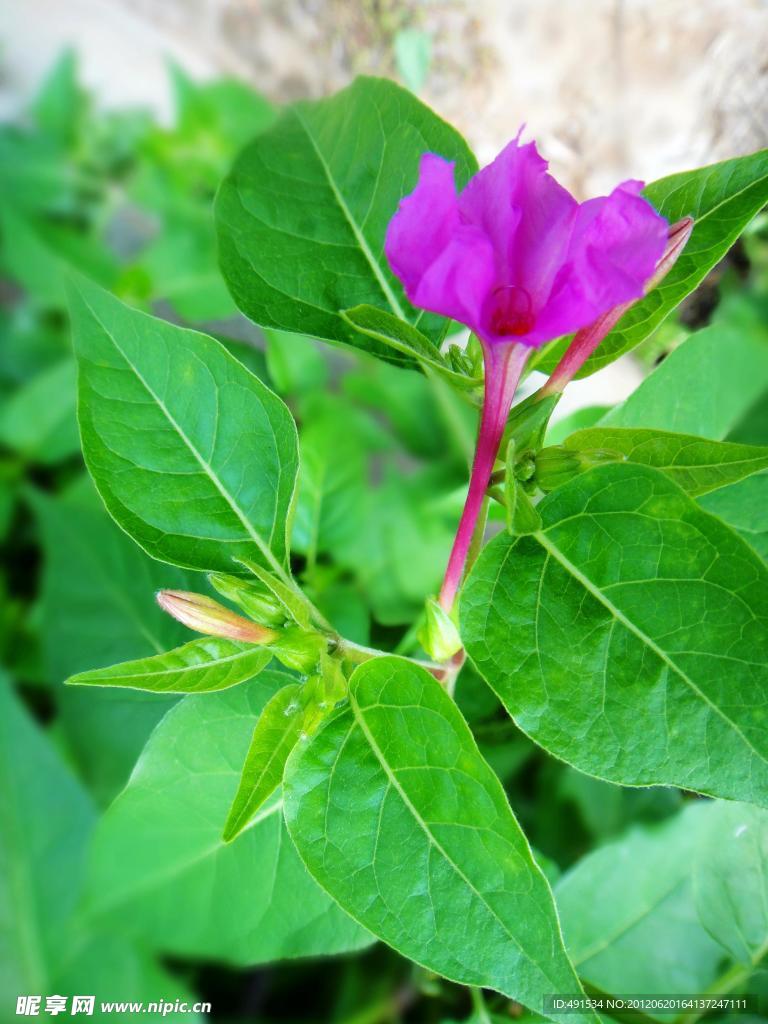 紫茉莉
