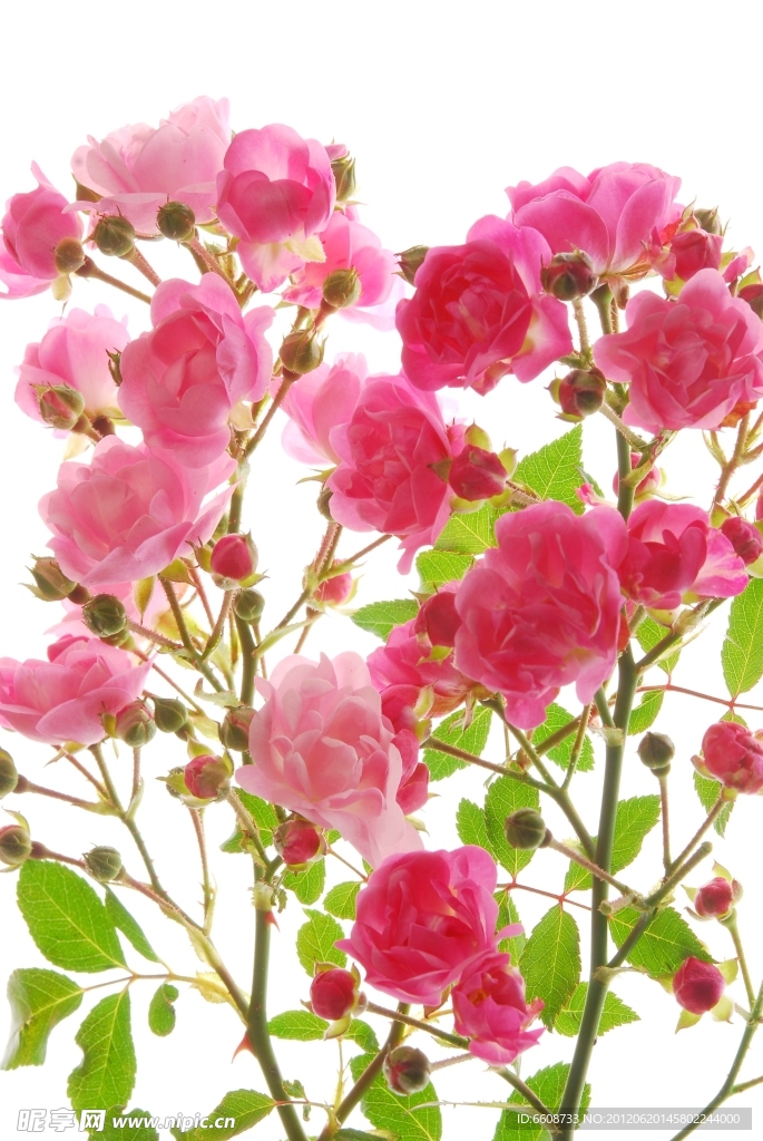 玫瑰鮮花