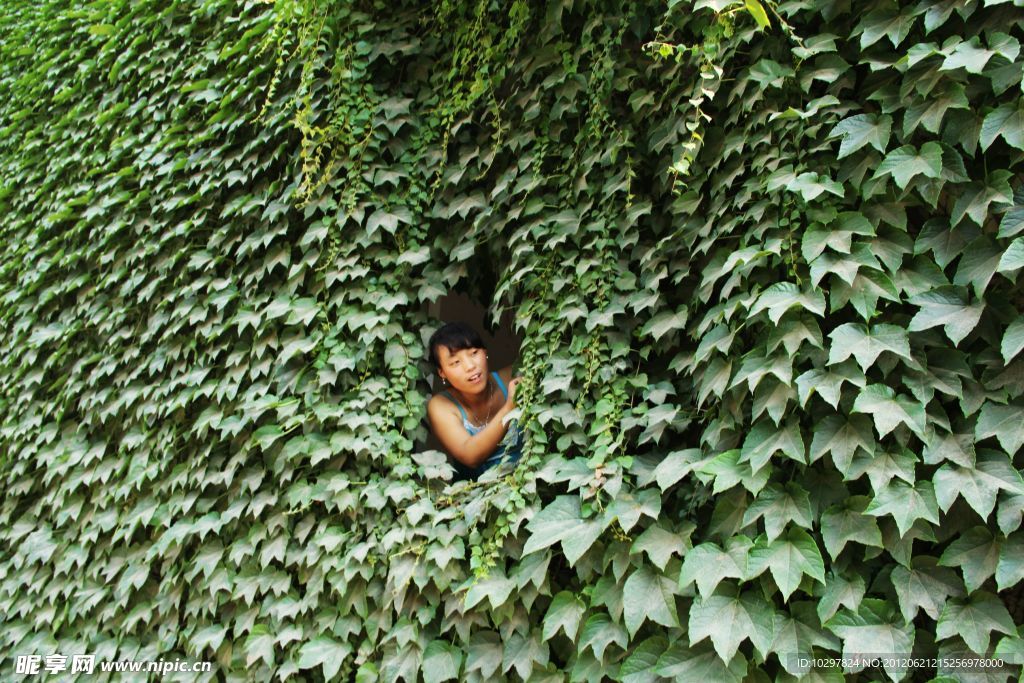 綠色小屋