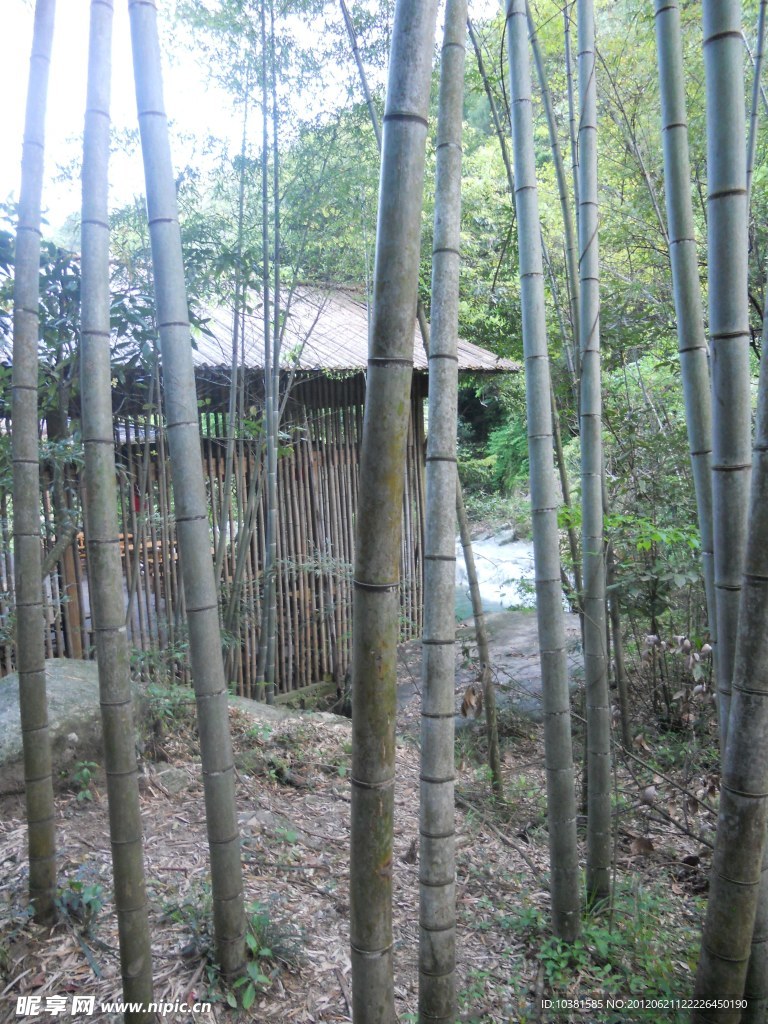 廬山的竹