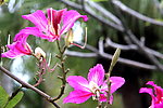 紫荆花 摄影