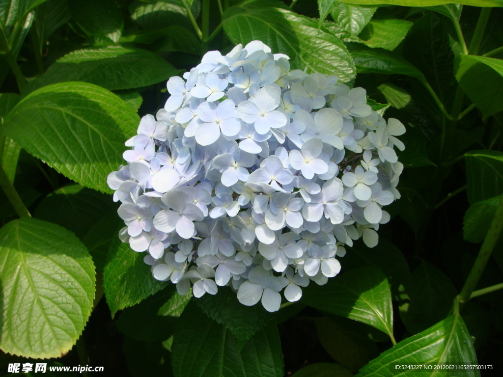 淡蓝色的绣球花