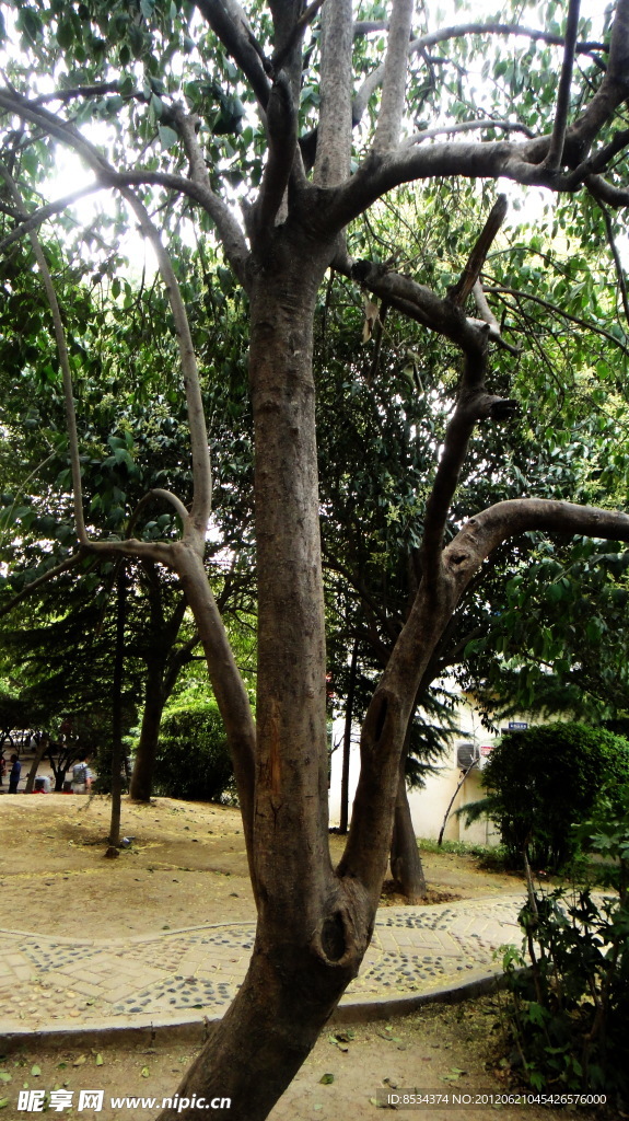 樹(shù)的支架