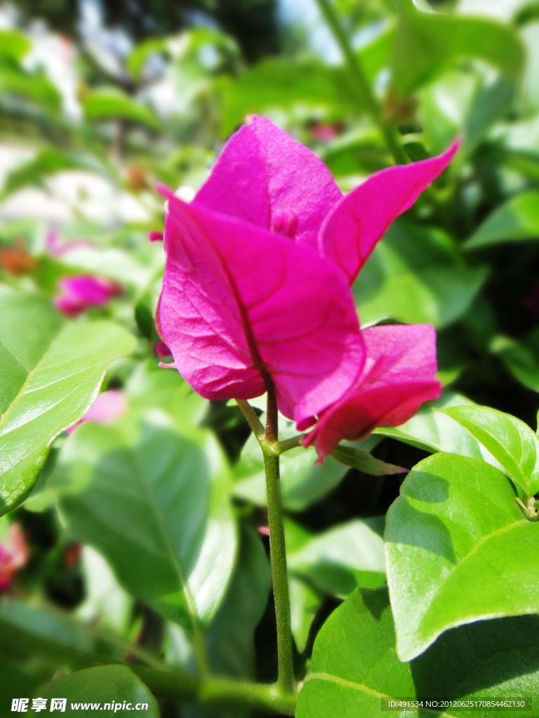 葉子花