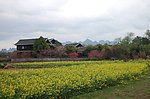 油菜花