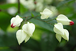 白色红花