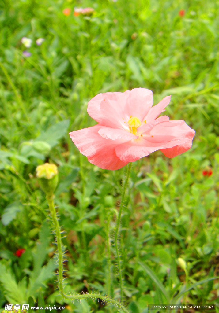 公園里的女王