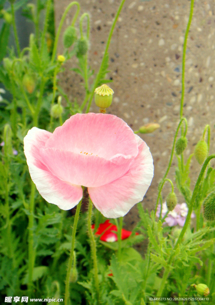 公園里的女王