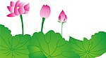 荷花 蓮花