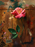 粉红玫瑰油画