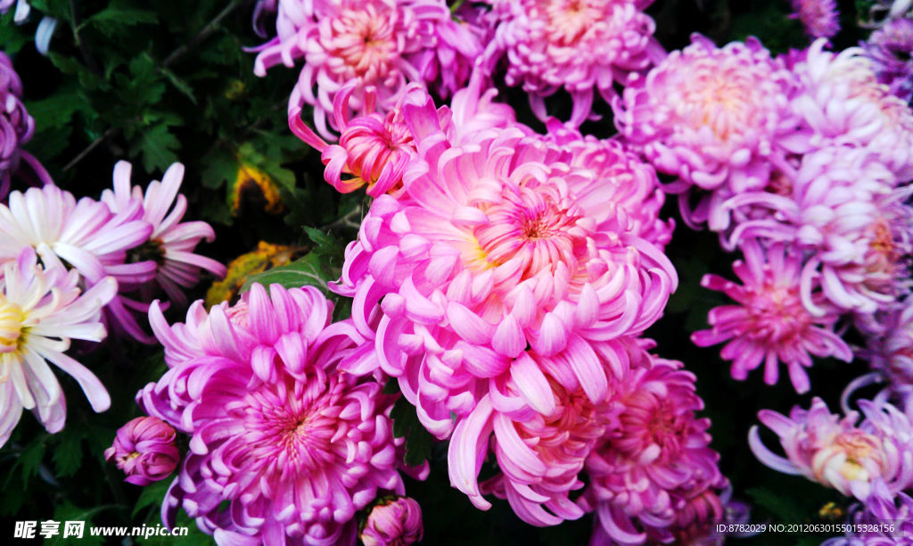 菊花