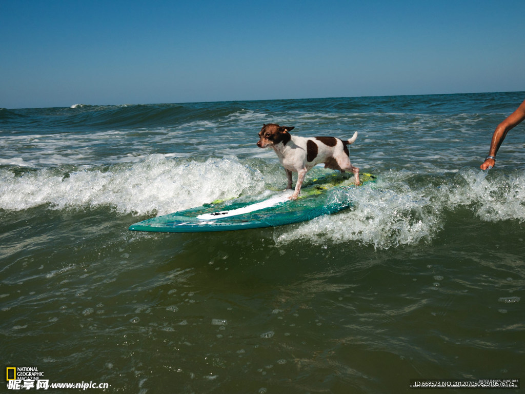 冲浪的狗狗