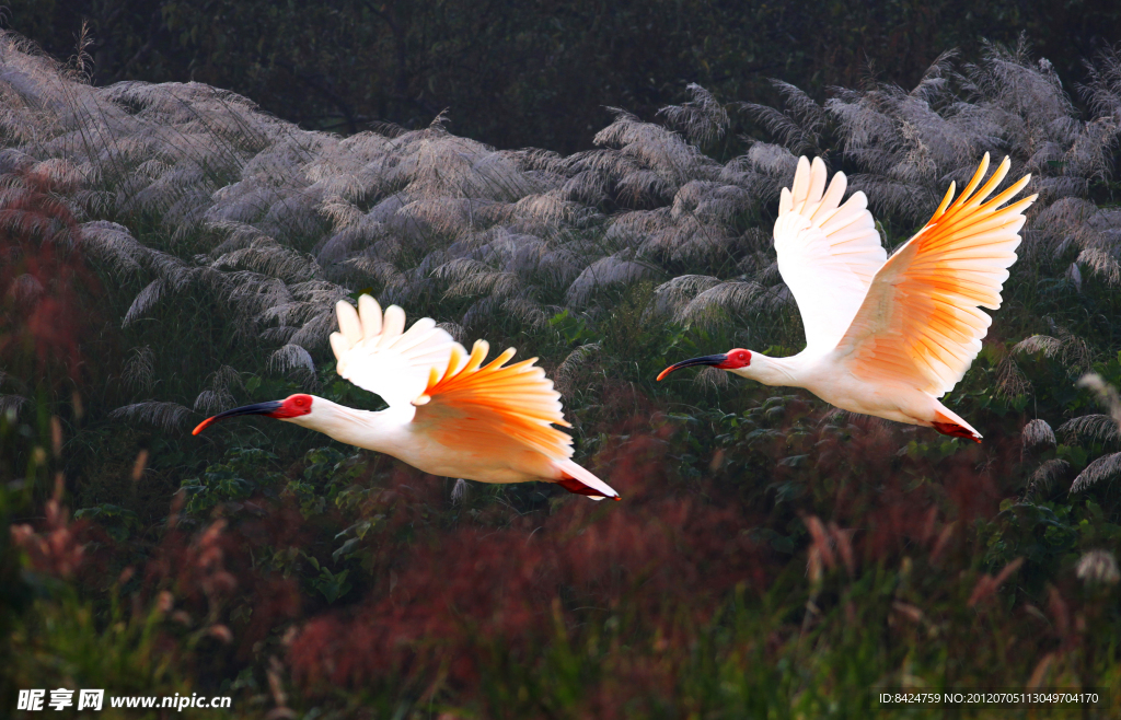 鳥(niǎo)名 朱鹮