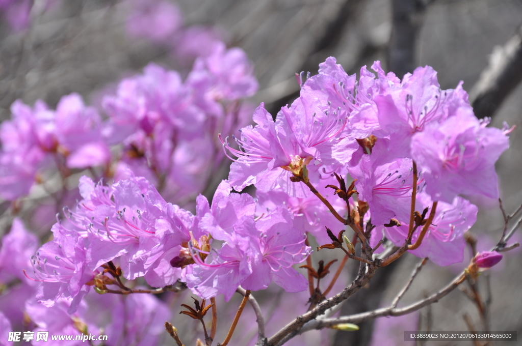 白石山杜鵑花
