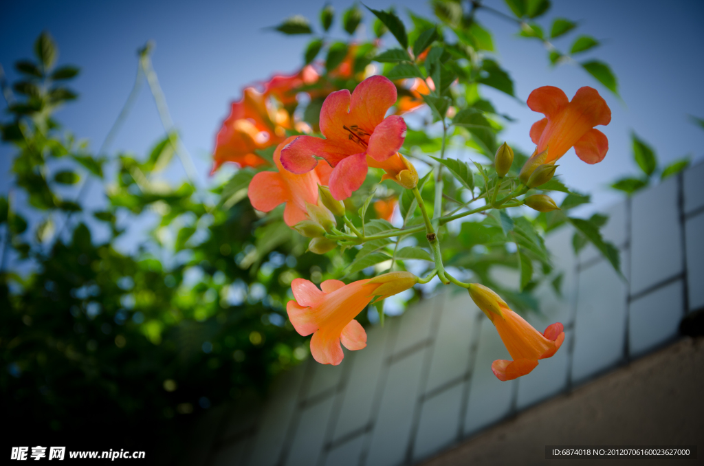 仰拍 凌霄花
