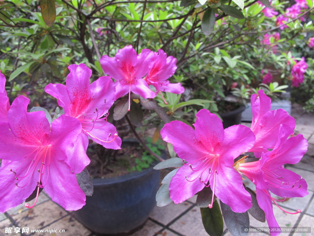 杜鵑花