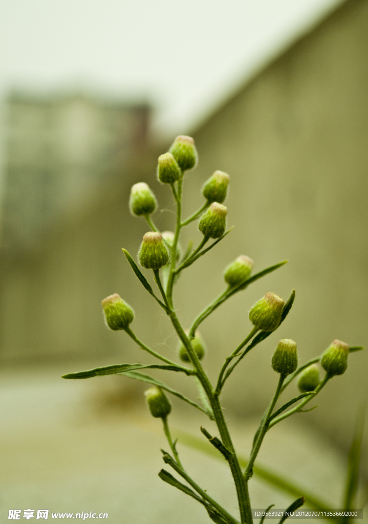 蒲公英草