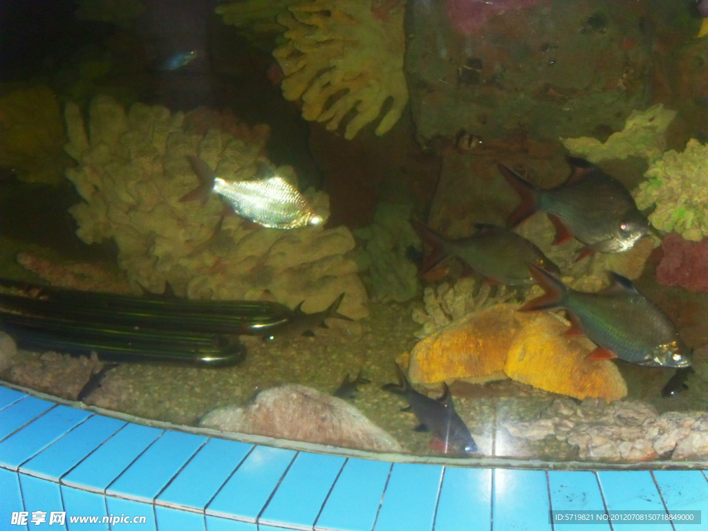 扇魚