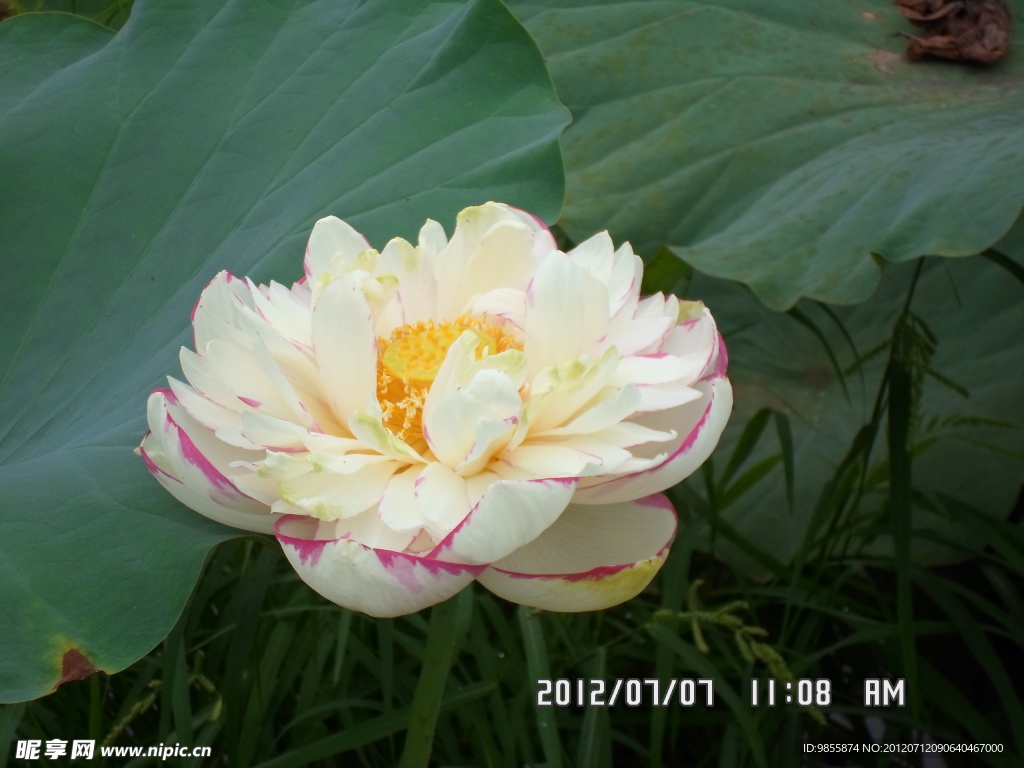荷花展