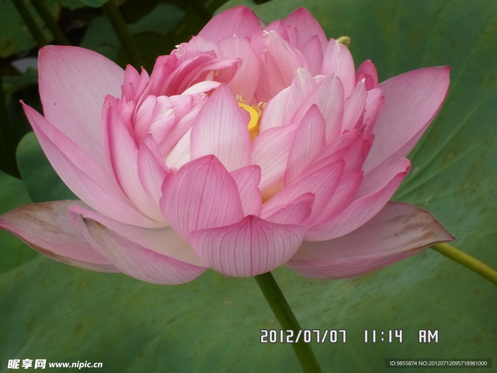 荷花展
