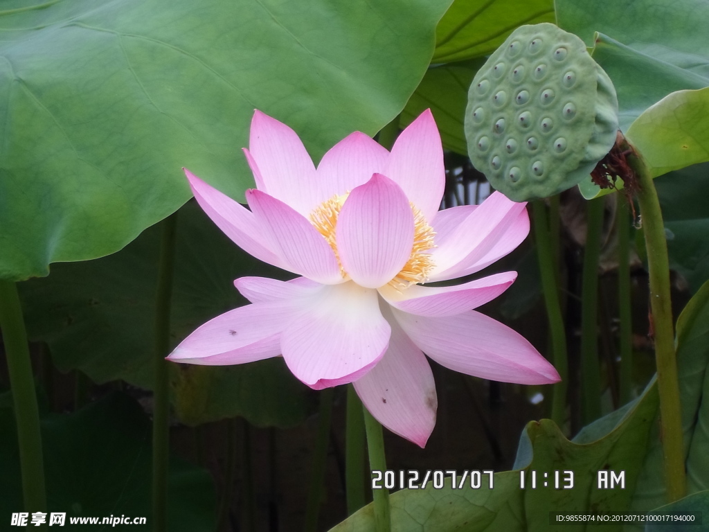 荷花展