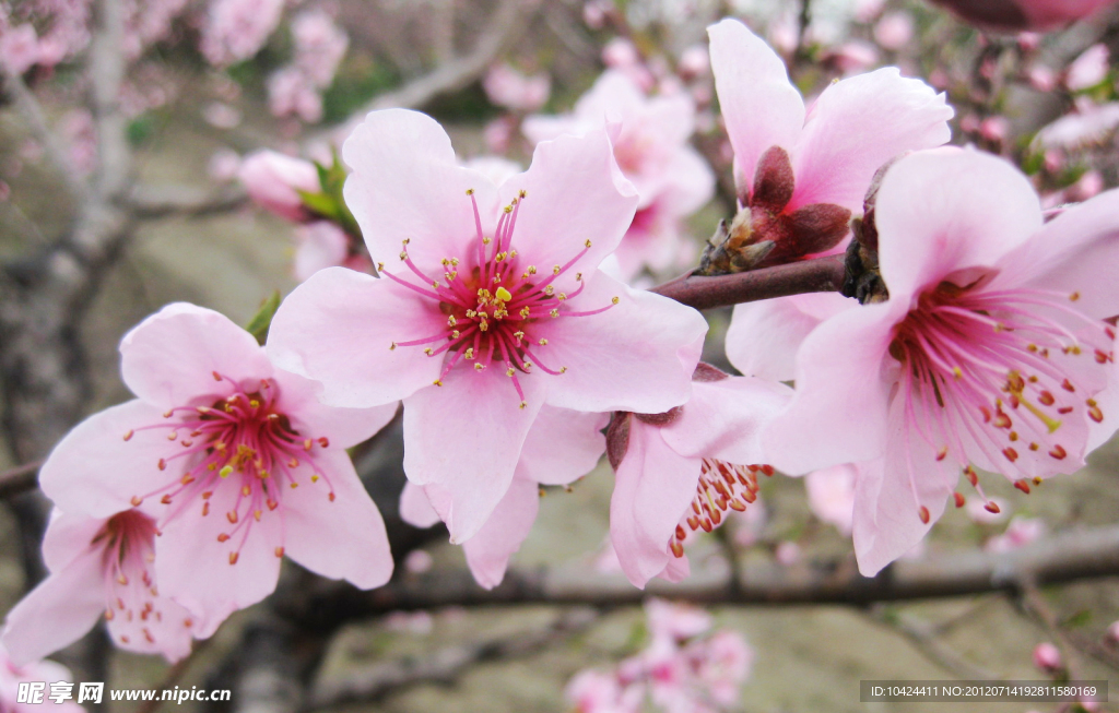 桃花