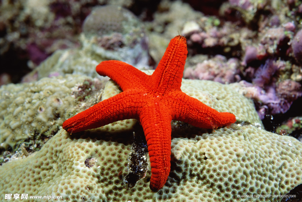 深海海星