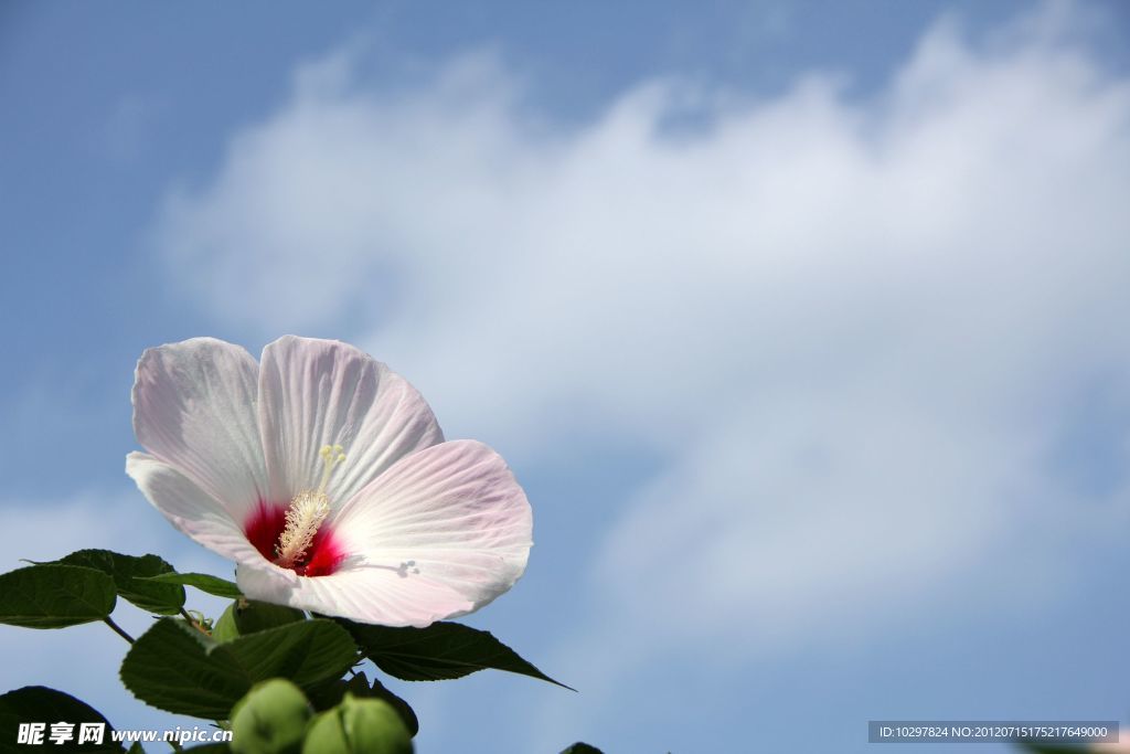 木槿花
