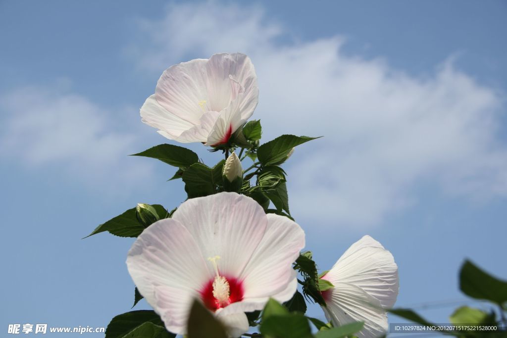 木槿花