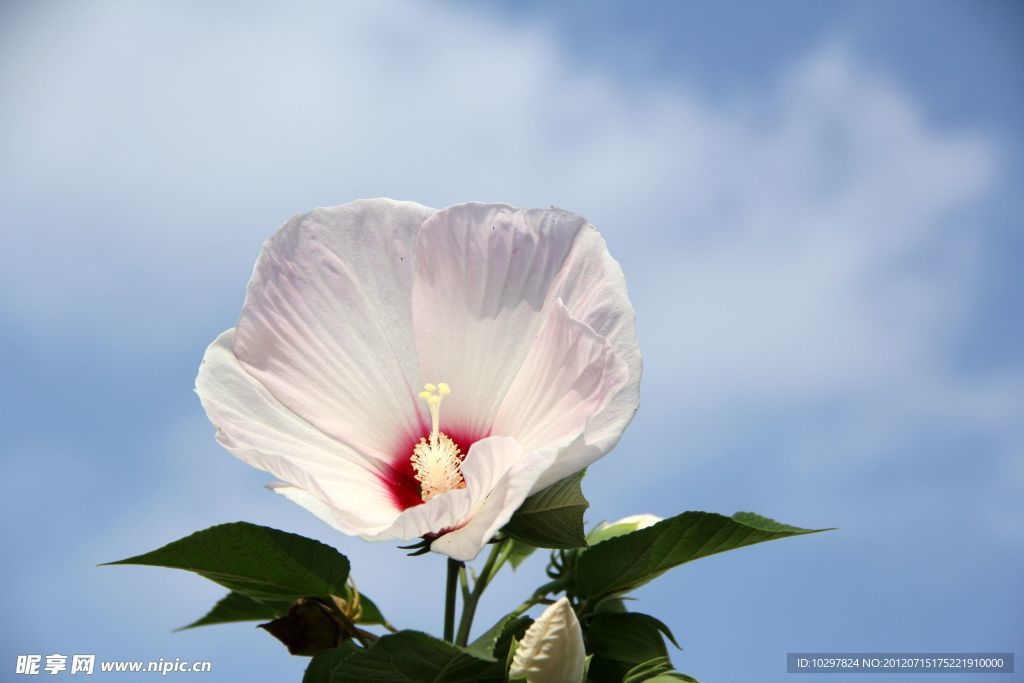 木槿花