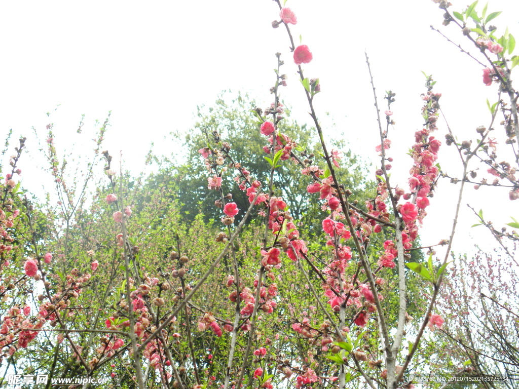 斗艷桃花