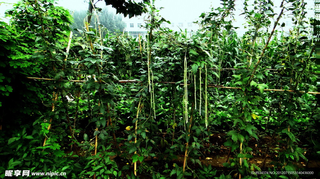我家的菜地