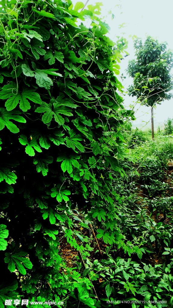 我家菜園