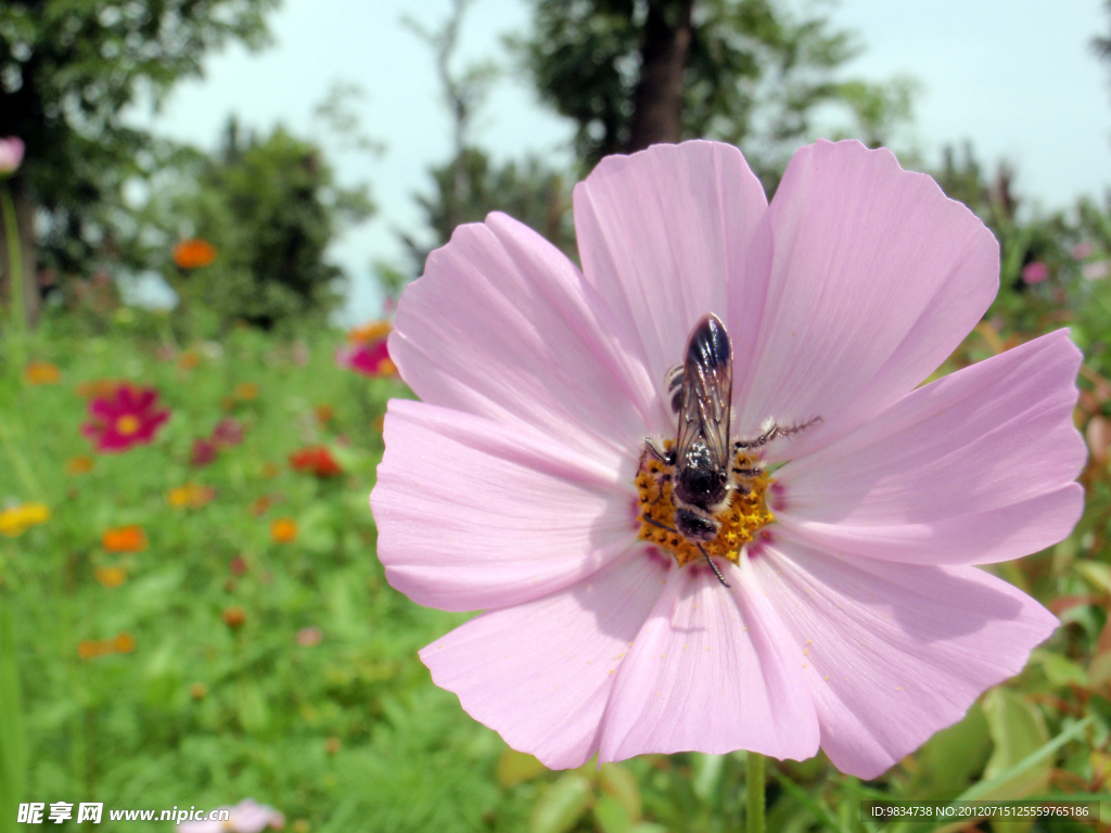 蜜蜂采蜜 鮮花