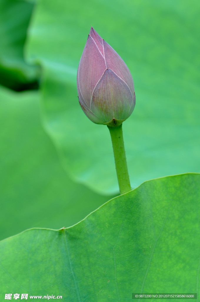 高风亮节