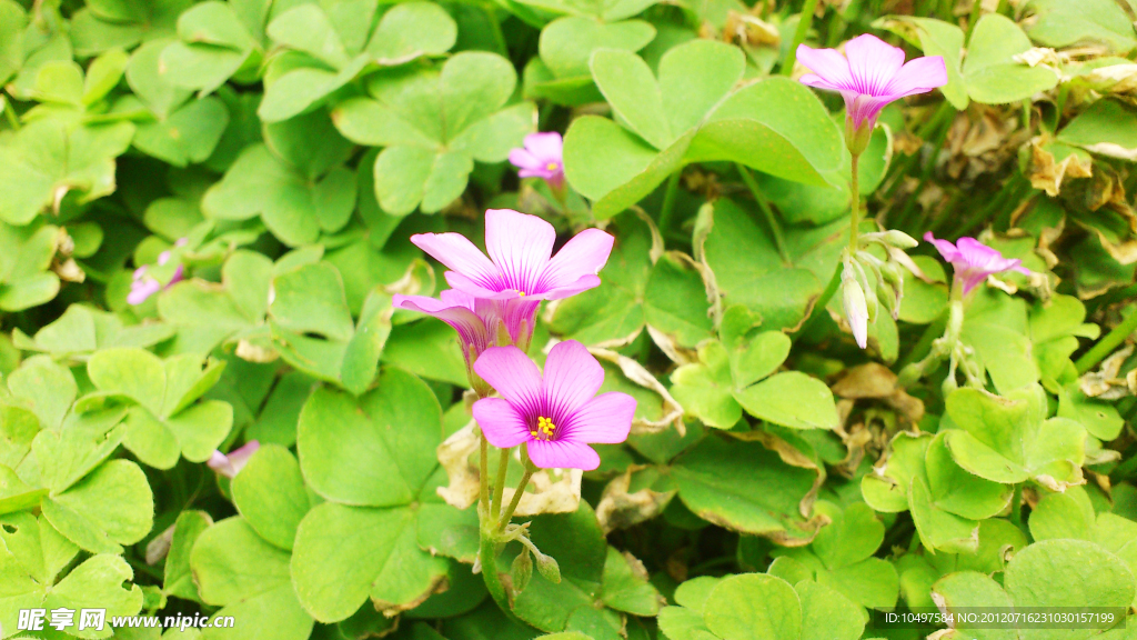 四葉小花
