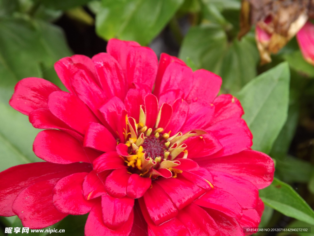 紅色菊花
