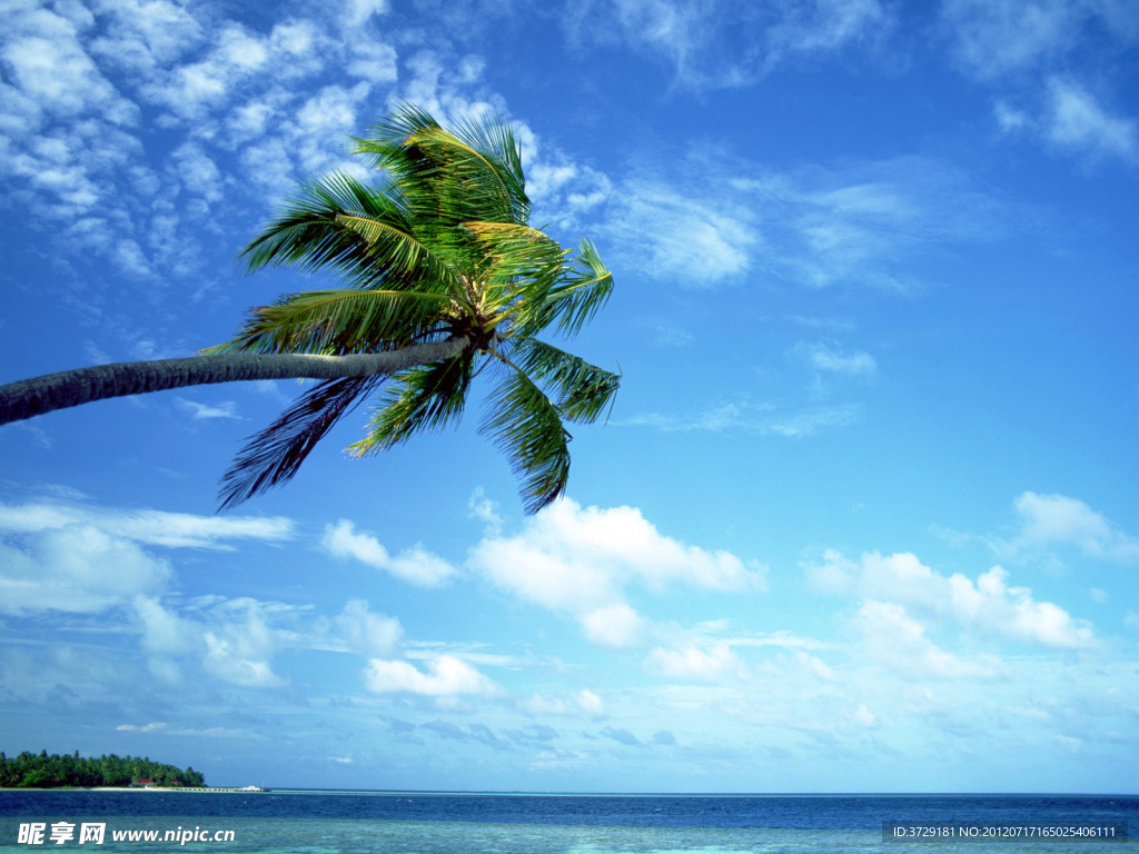 大海椰树