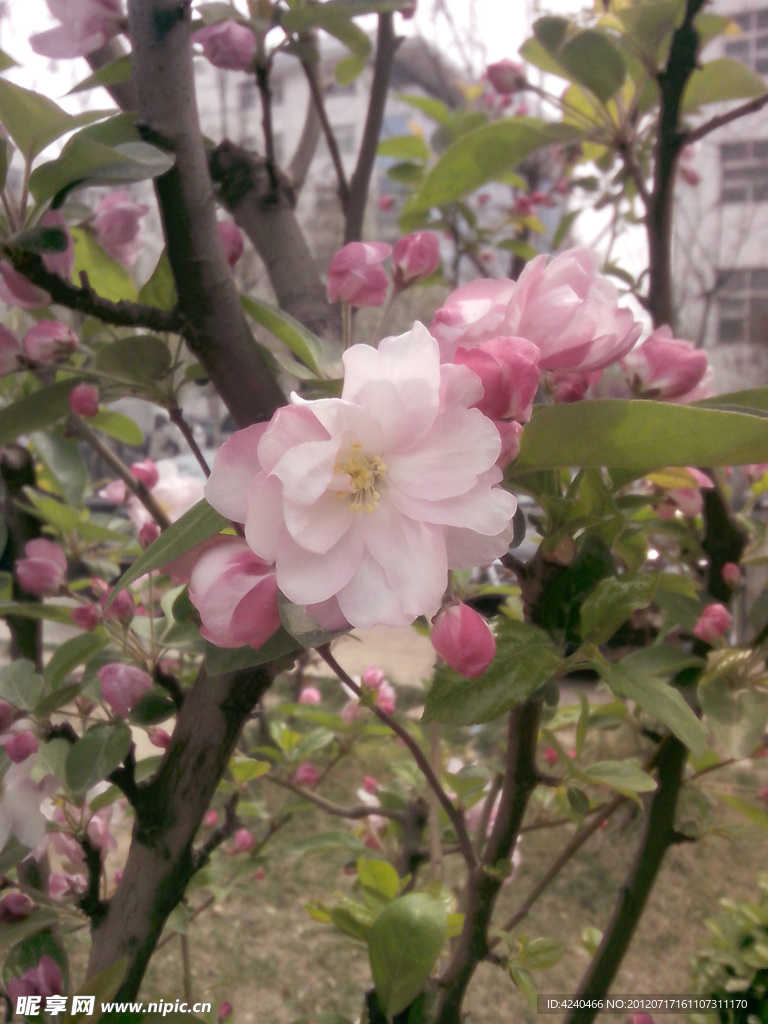 月季花